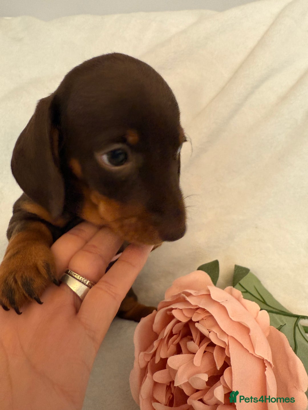 Miniature Dachshund dogs for sale: Stunning miniature dachshunds - tiny parents  - Image 1