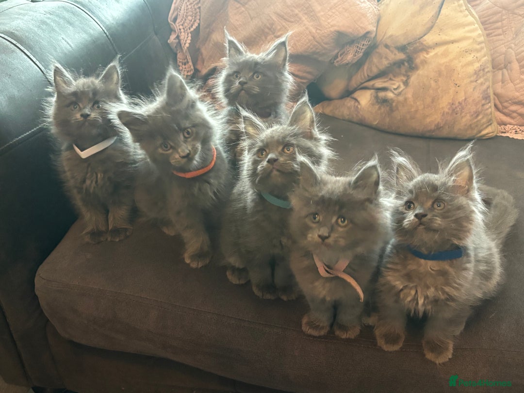 Maine Coon cats for sale: Blue Maine Coon Kittens – Active TICA Registered  - Advert 3