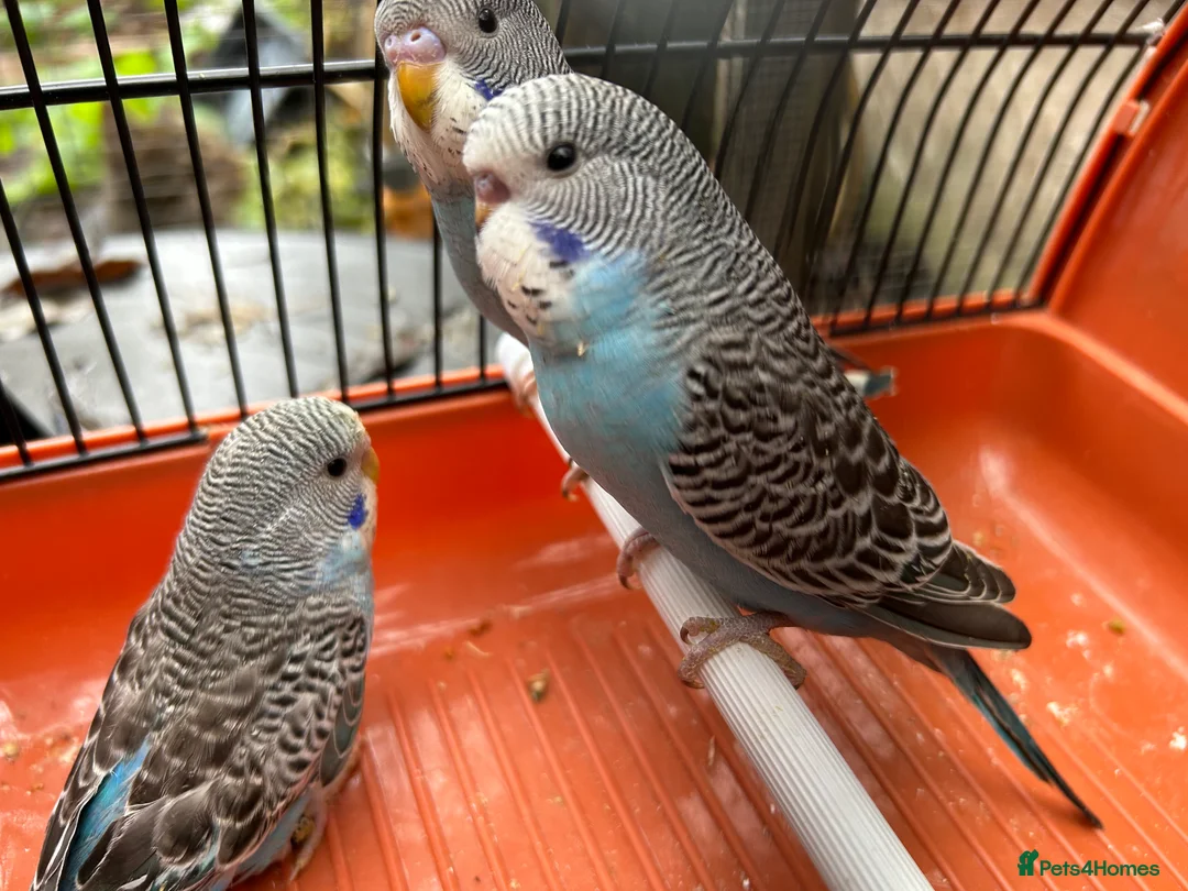 Budgerigars birds for sale: Budgies for Sale, all in good health  - Advert 26