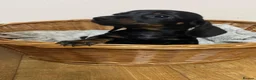 Miniature Dachshund dogs for sale: Adorable Miniature Dachshund Boys in Hull - Advert 3