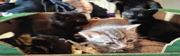 Mixed Breed cats for sale: Beautiful litter of kittens - Advert 4