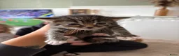 Mixed Breed cats for sale: Male and female kitten for sale  - Advert 3