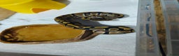 Python Snake reptiles for sale: male ball python - Advert 5