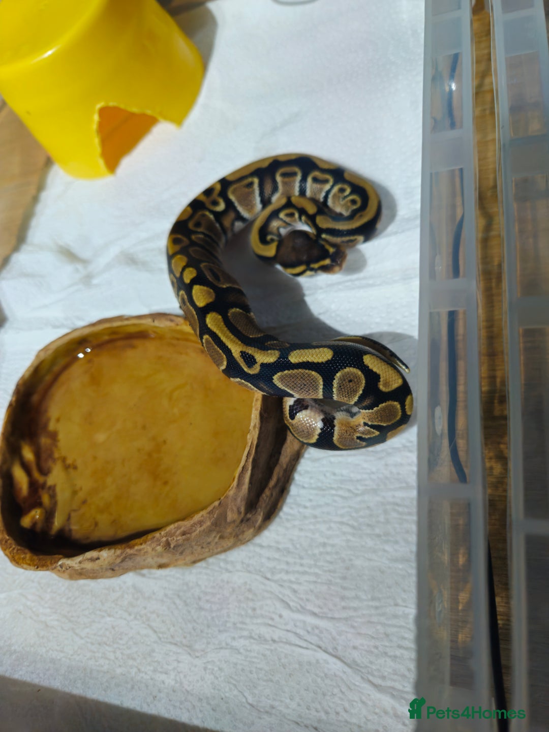 Python Snake reptiles for sale: male ball python - Advert 5