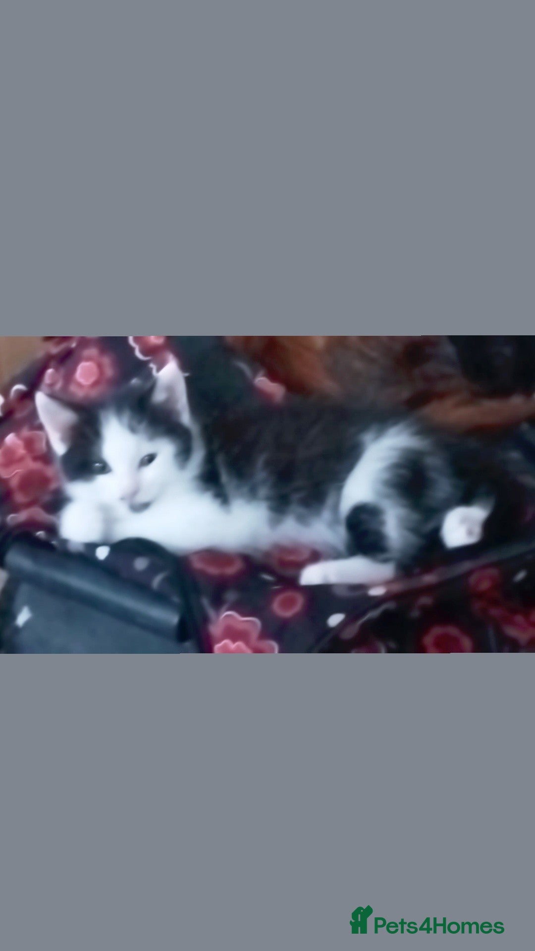 Mixed Breed cats 4 Beautiful Kittens Ready Now - Advert 1