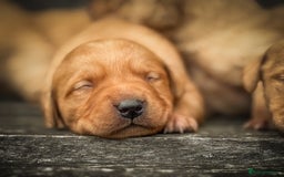 Goldador dogs for sale: Stunning Goldador Puppy’s DNA Clear KC Parents - Image 11