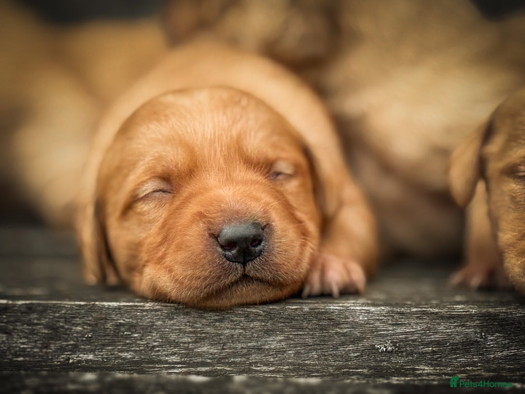 Goldador dogs for sale: Stunning Goldador Puppy’s DNA Clear KC Parents - Image 11