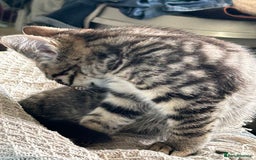 Mixed Breed cats for sale: Beautiful half Maine coon kittens  in Brighton - Image 9