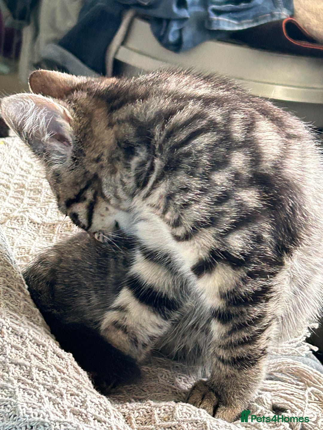 Mixed Breed cats for sale: Beautiful half Maine coon kittens  in Brighton - Image 9