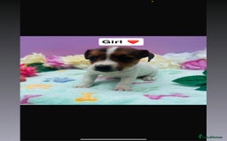 Jack Russell dogs for sale: Gorgeous miniature Jack Russells - Image 2