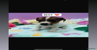 Jack Russell dogs - Advert 12
