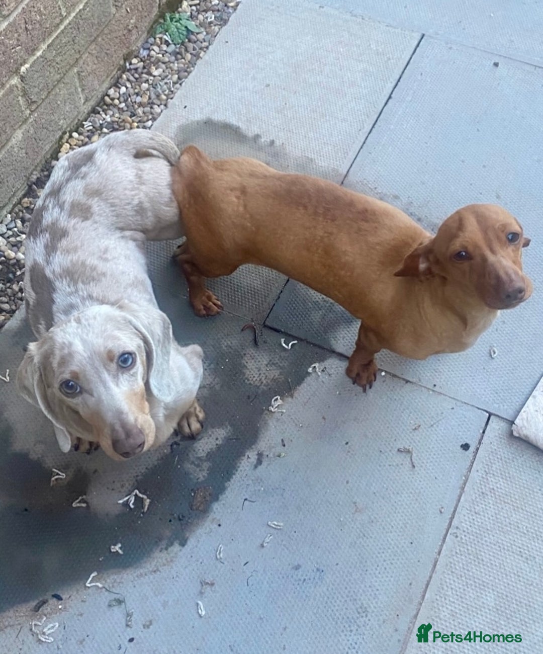Dachshund dogs for sale: ‼️ miniature blue and tan boy‼️ - Image 5
