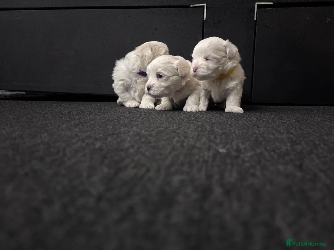 Maltese dogs for sale: Maltese puppies for sale - Advert 10