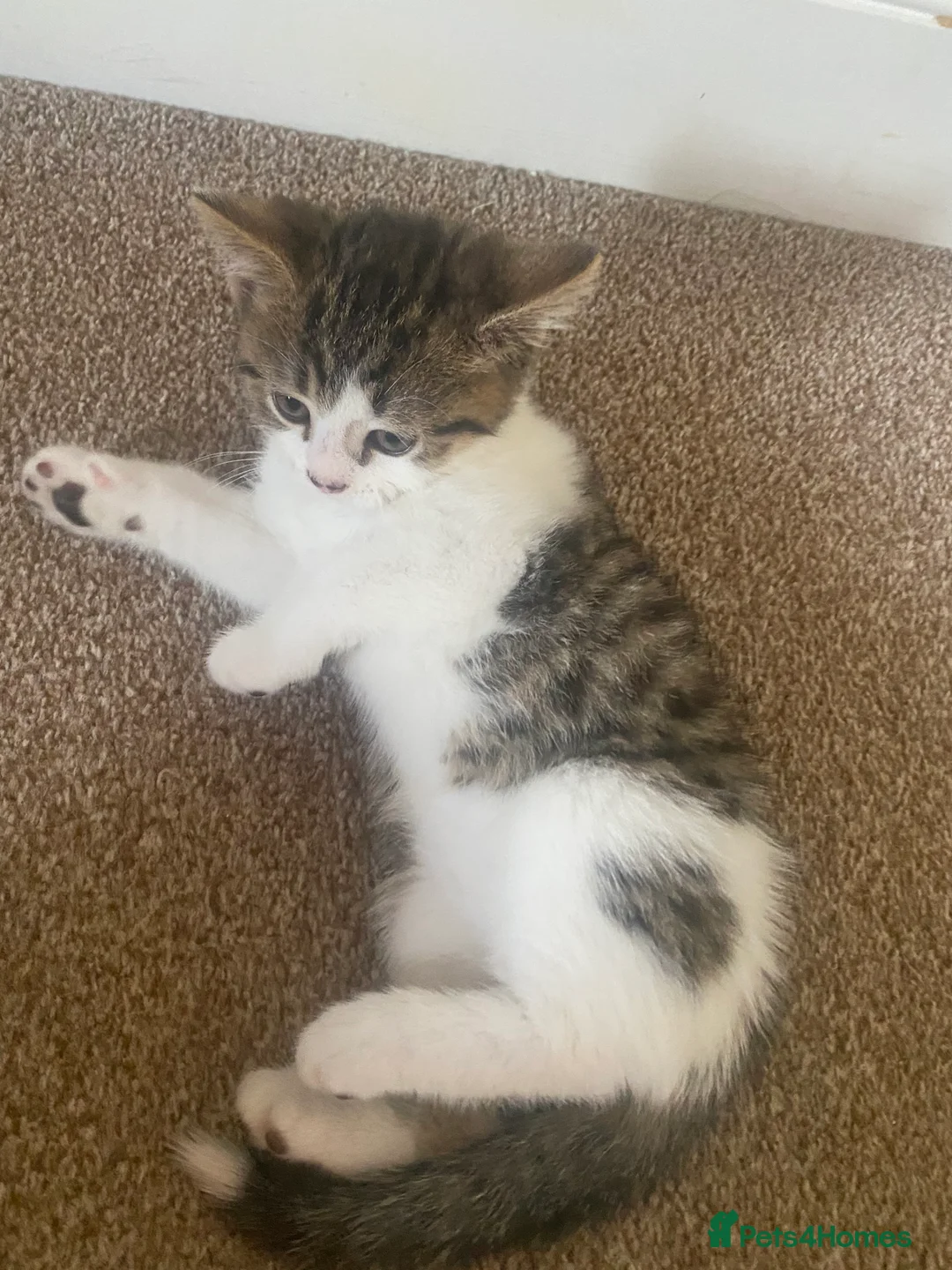 British Shorthair cats for sale: Kittens  - Advert 11