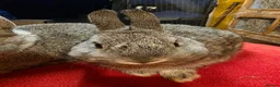 Lionhead rabbits for sale:  Netherland dwarf kits  in Hereford - Advert 3
