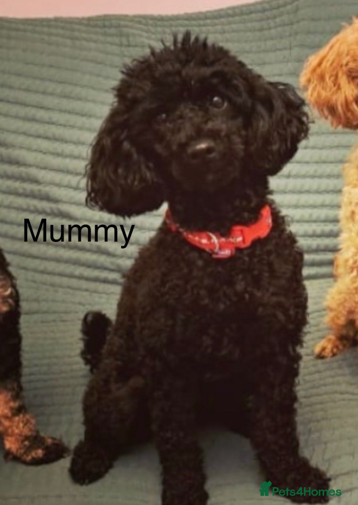 Toy Poodle dogs KC Healthtested Toy Poodle puppies phantom silver  - Advert 2