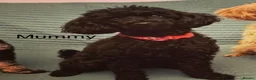 Toy Poodle dogs for sale: KC Healthtested Toy Poodle puppies phantom silver  - Advert 5