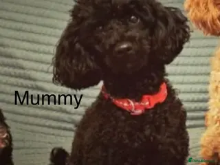 Toy Poodle dogs KC Healthtested Toy Poodle puppies phantom silver - Advert 2
