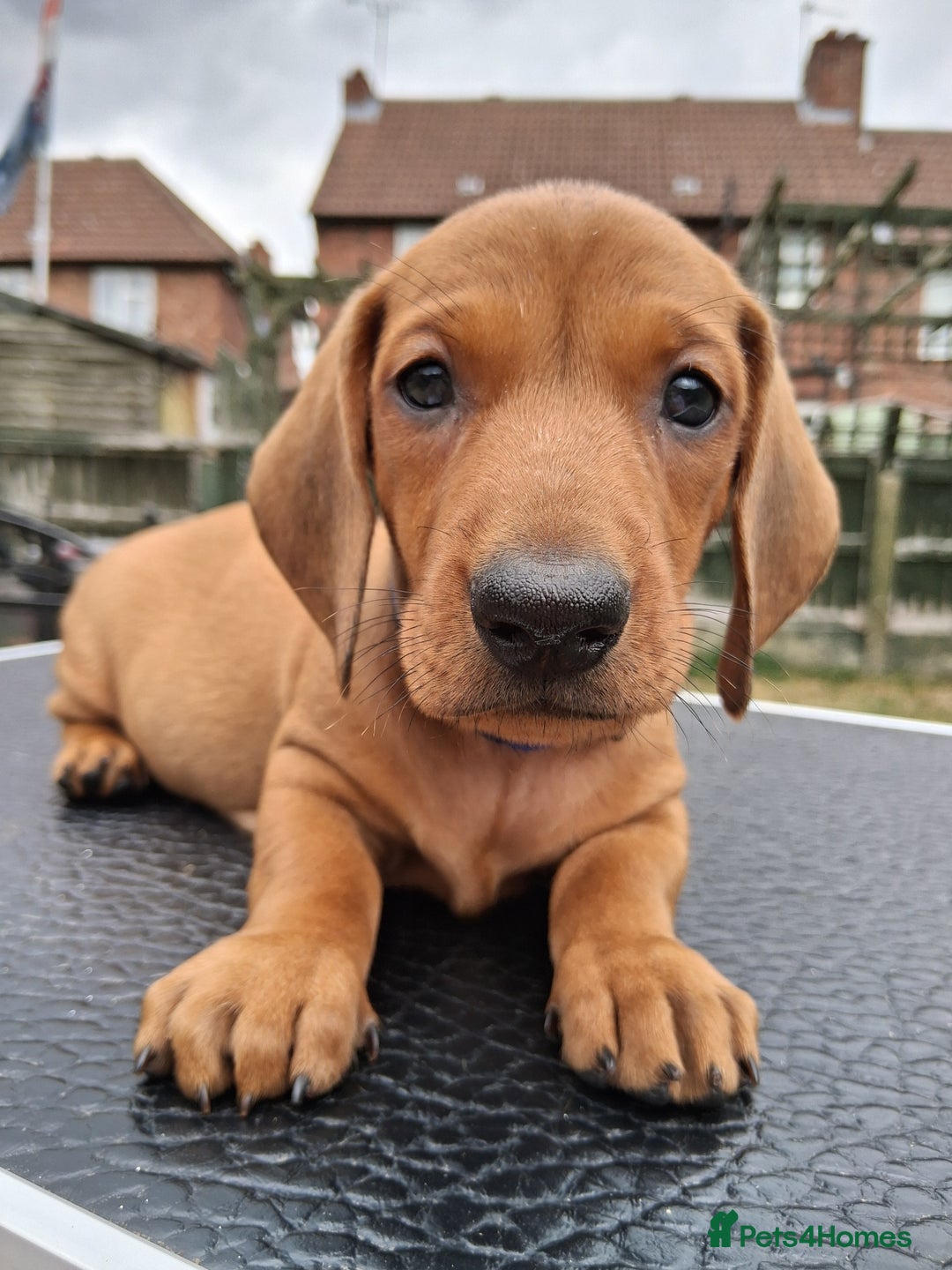 Dachshund dogs for sale: Standard smooth dachshunds males  - Image 17