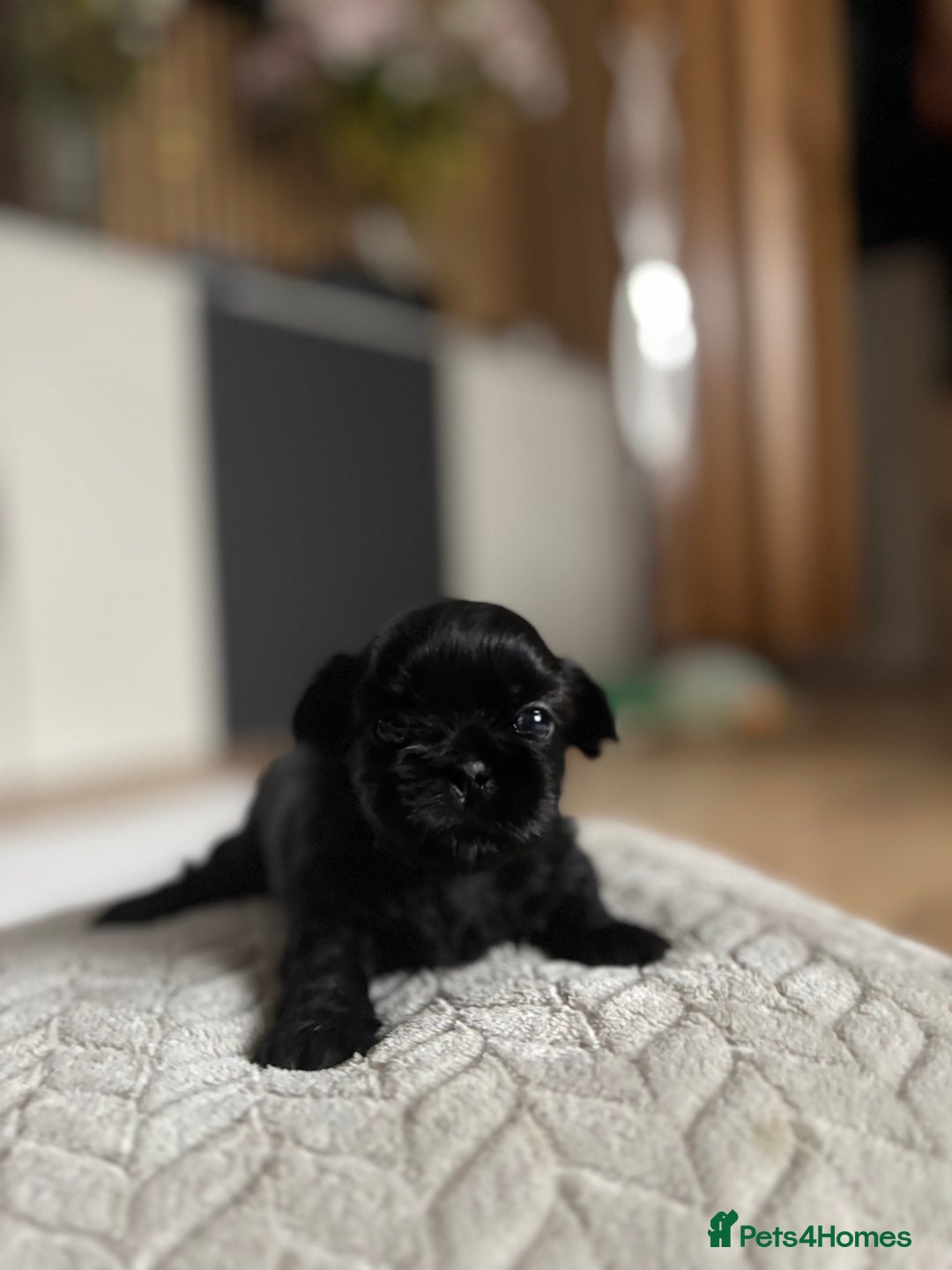 Shih Tzu dogs for sale: 💖 Imperial Shih Tzu Puppies 2 boys and 2 girls - Advert 26