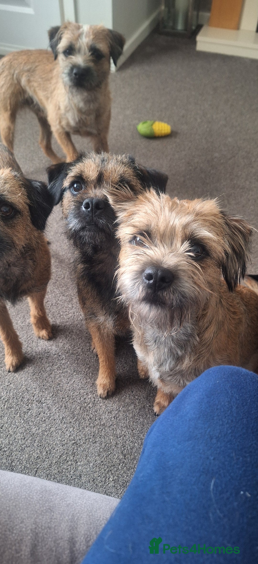 Border Terrier dogs for sale: Border terrier bitch - Image 1
