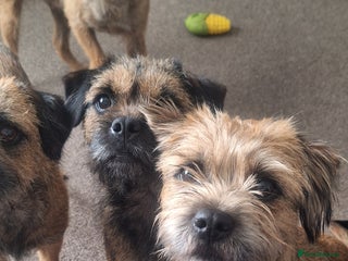 Border Terrier dogs for sale - Advert 1