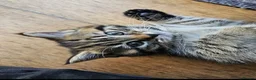 Mixed Breed cats for sale: Gorgeous house raised kittens  - Advert 10