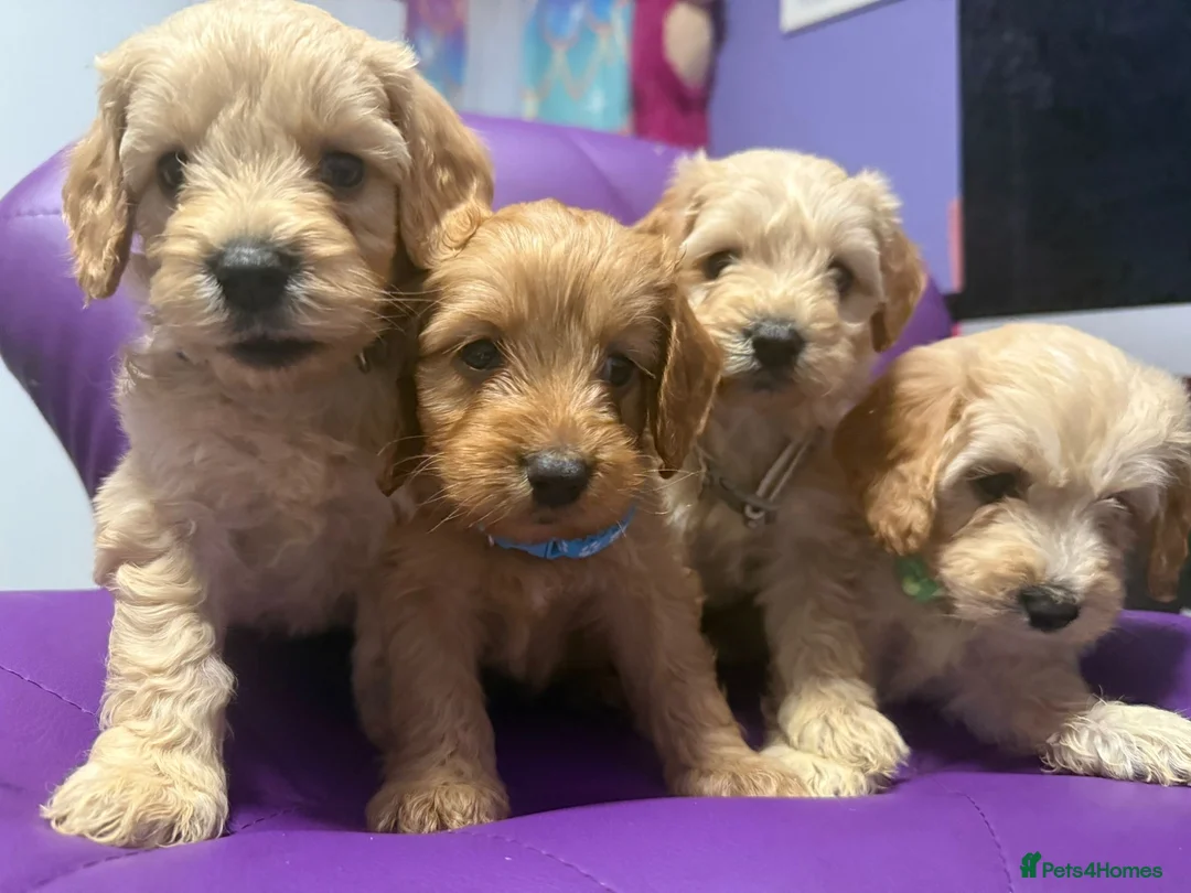 Cockapoo dogs for sale: Beautiful puppies  - Advert 27