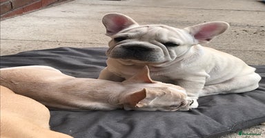 French Bulldog dogs in Liverpool - Advert 6