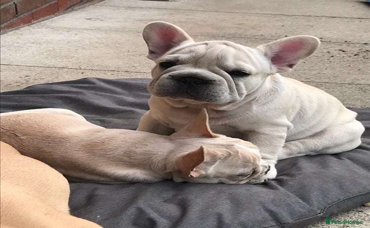 French Bulldog dogs in Liverpool - Advert 4