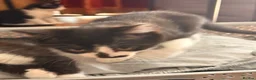 British Shorthair cats for sale: 4 black + white female kittens - Advert 26