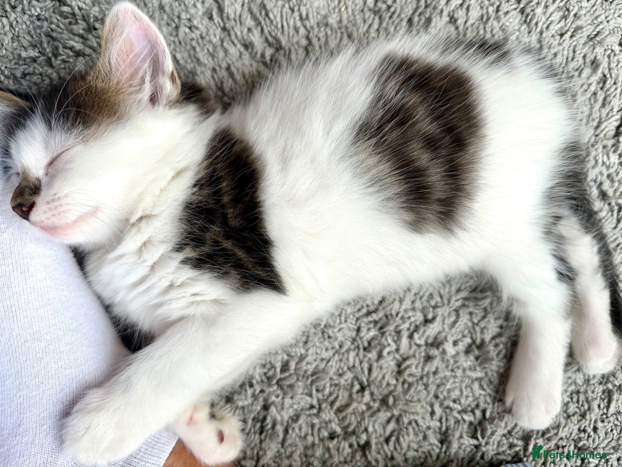Mixed Breed cats Stunning 4 Tabby  Kittens Ready for Homes - Advert 2