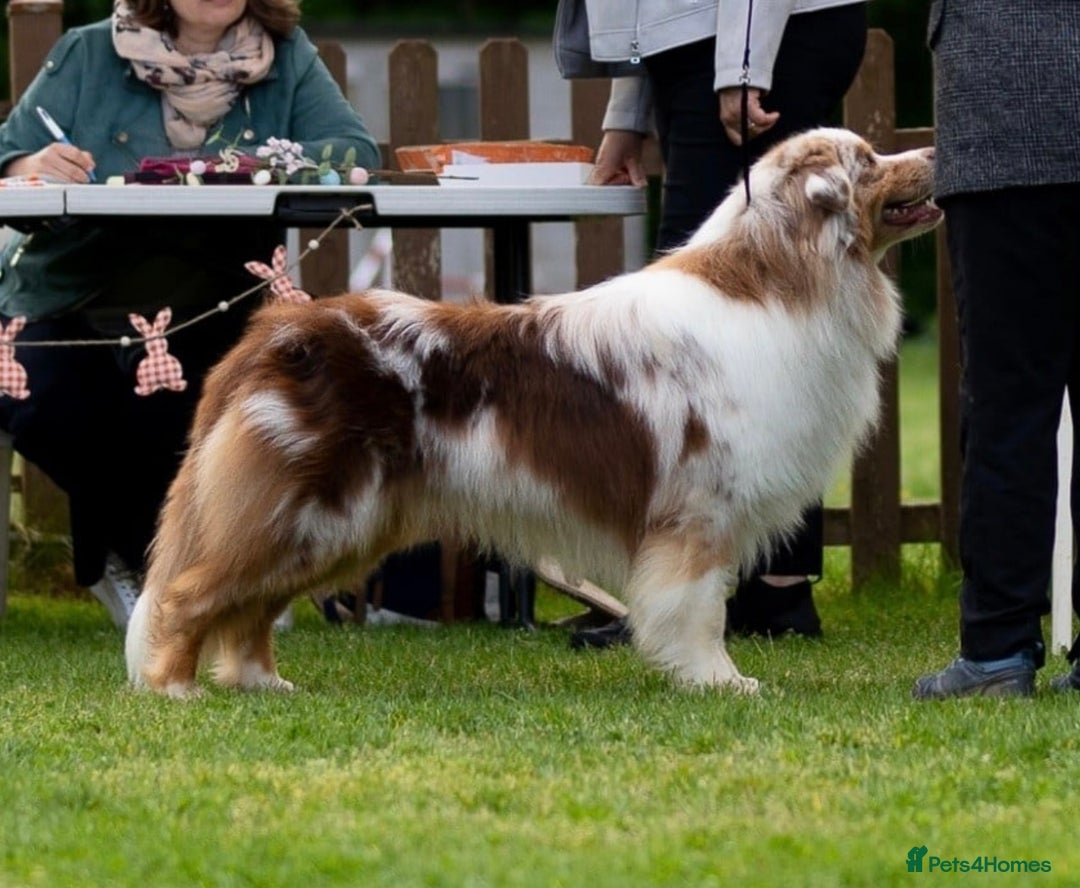 Australian Shepherd dogs for sale: Gorgeous male puppy - Advert 2