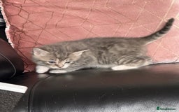 British Shorthair cats for sale: Half British shorthair for sale - Image 14