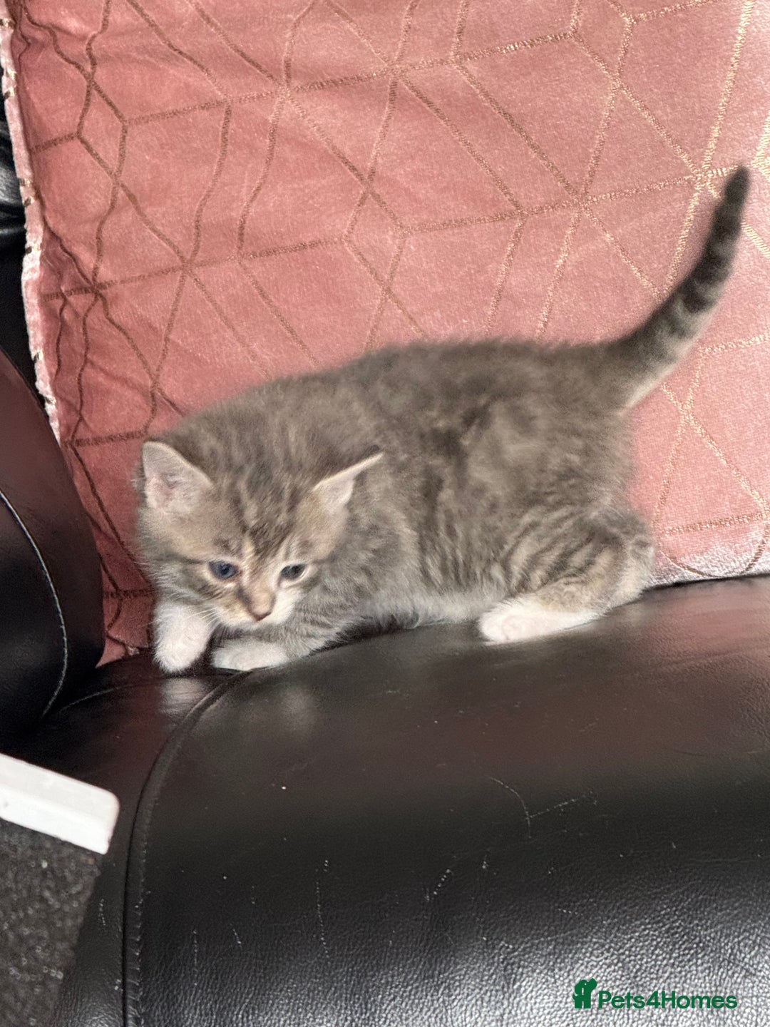 British Shorthair cats for sale: Half British shorthair for sale - Image 14