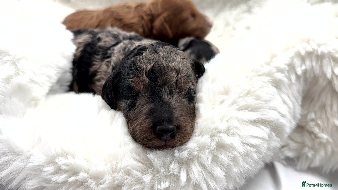 Cockapoo dogs for sale: Gorgeous F2 Cockapoo Puppies  - Advert 13