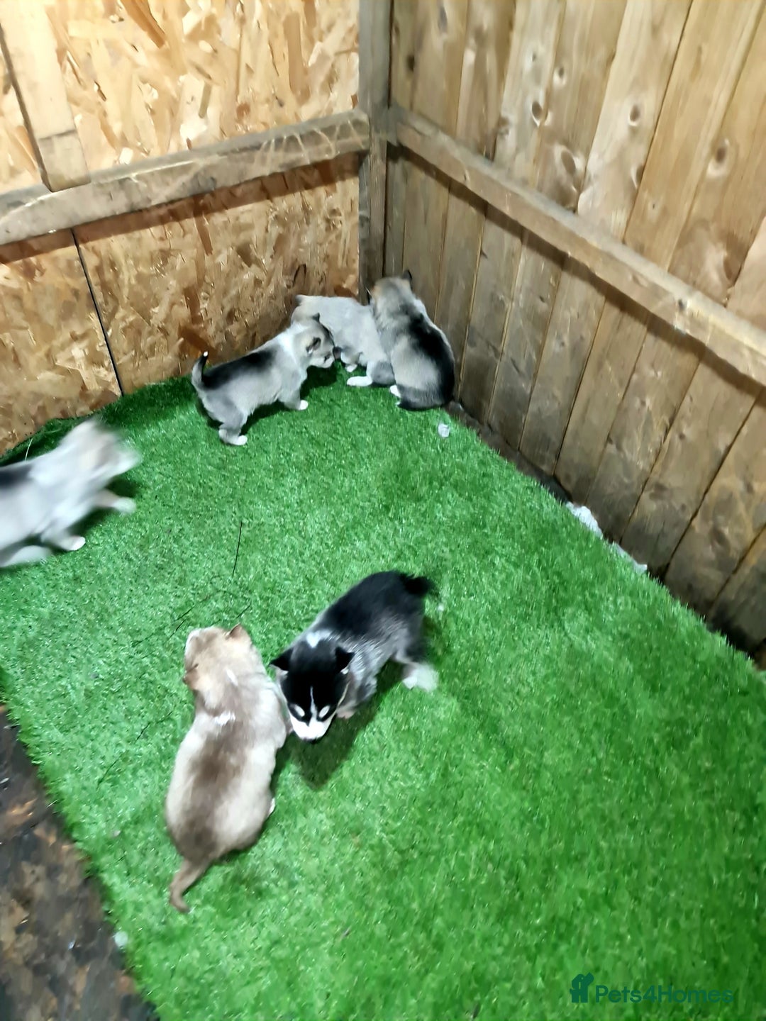 Siberian Husky dogs for sale: 6 siberian husky  - Advert 15