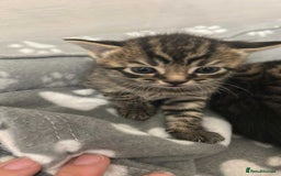 Domestic Shorthair cats for sale: Kittens  - Image 1