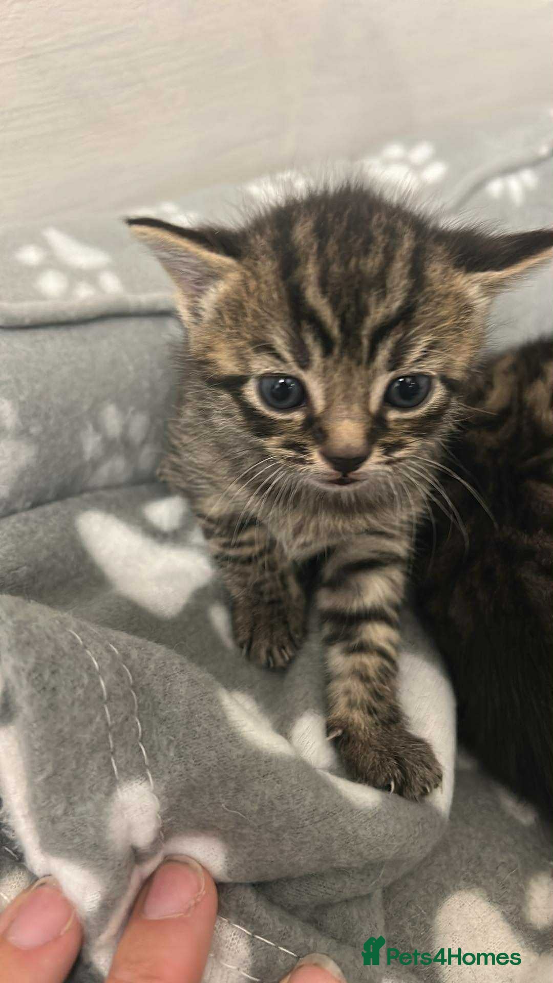 Domestic Shorthair cats for sale: Kittens  - Image 1
