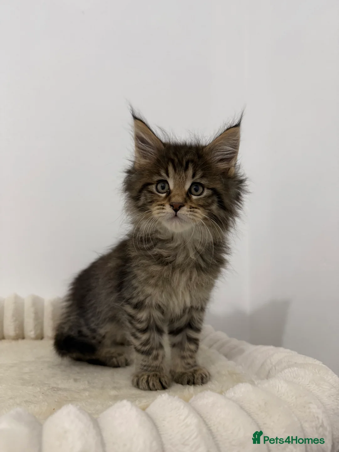 Maine Coon cats for sale: XL RUSSIAN CUBS 🇷🇺💙 - Advert 12