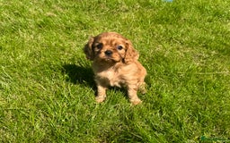 Cavalier King Charles Spaniel dogs for sale: Stunning cavalier King Charles spaniel puppies. - Image 7