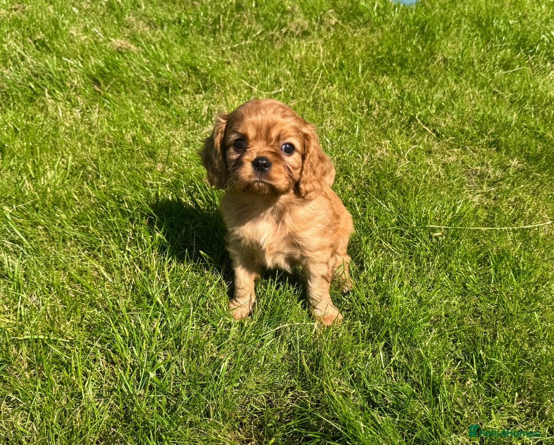 Cavalier King Charles Spaniel dogs for sale: Stunning cavalier King Charles spaniel puppies. - Image 7