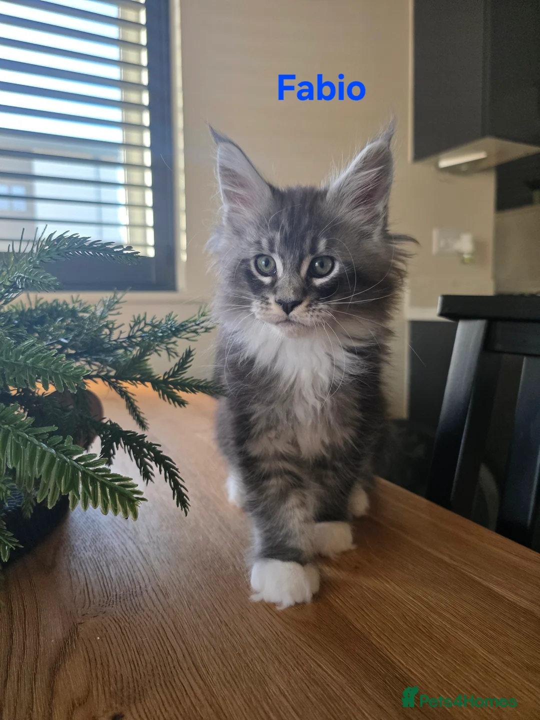 Maine Coon cats for sale: Rare Pure Breed Mainecoon Kitten - Advert 10