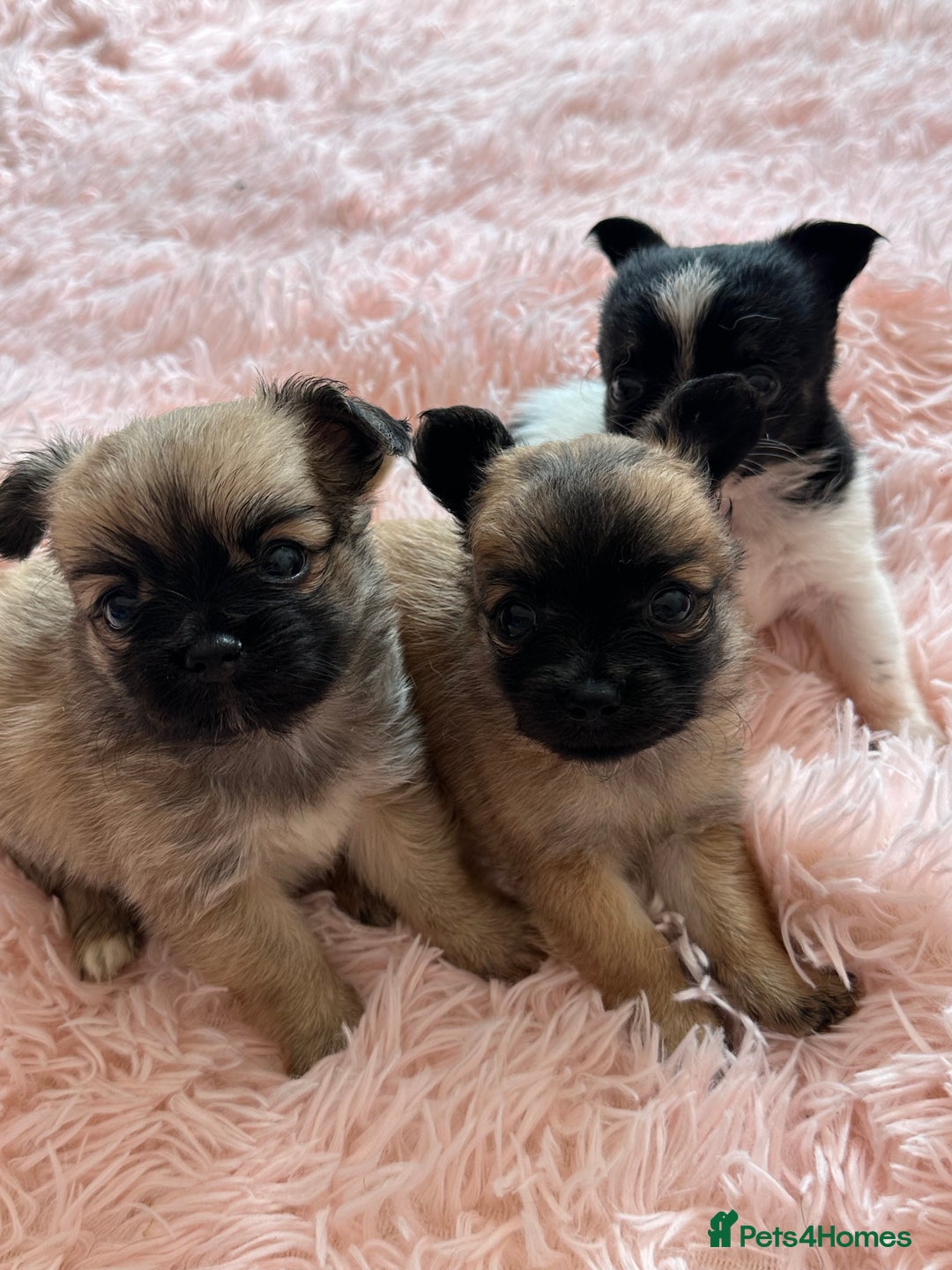 Chihuahua dogs for sale: 3 chihuahuas for sale - Image 7