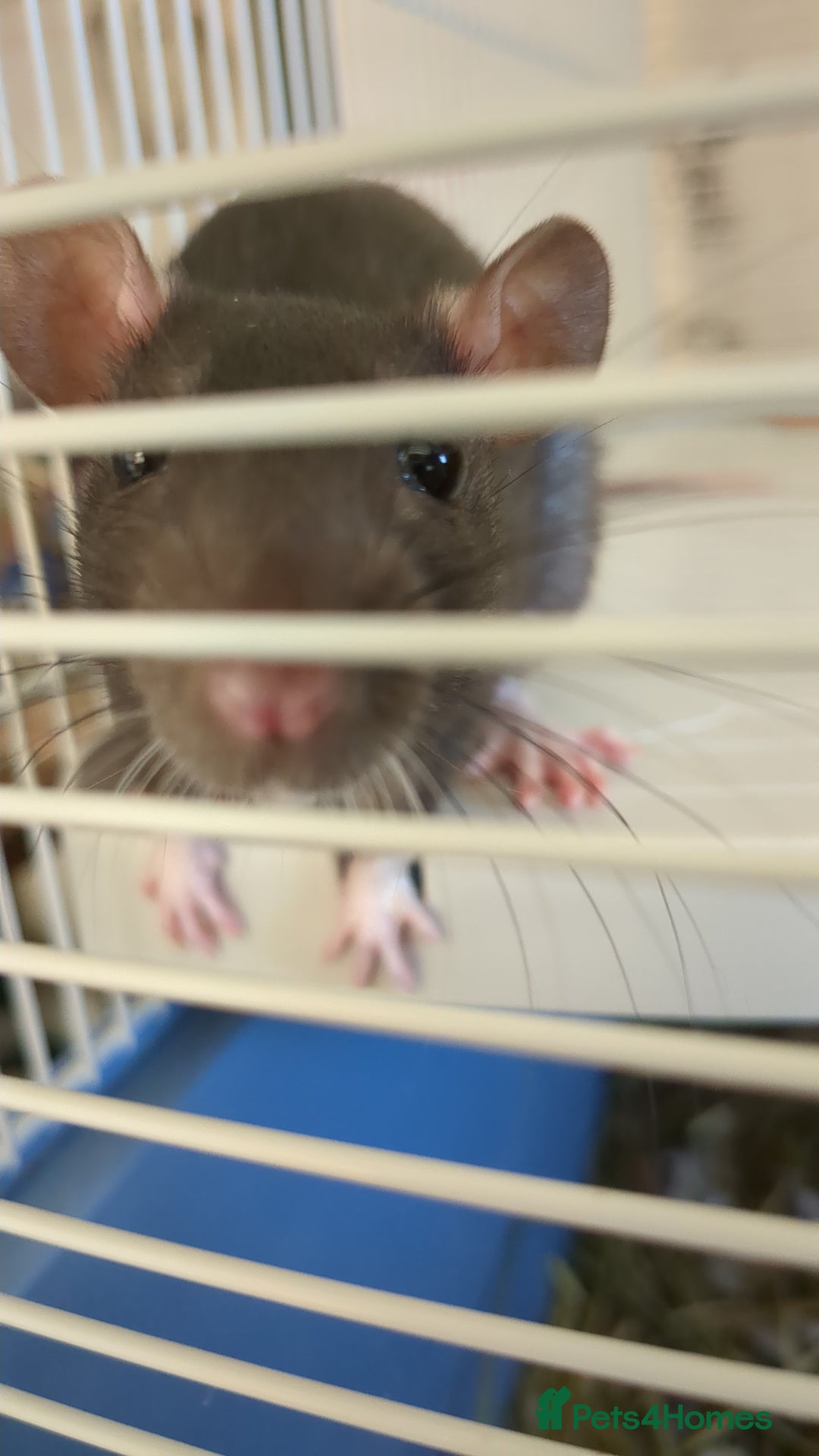 Rat rodents for sale: Three female rats six months old  - Advert 4