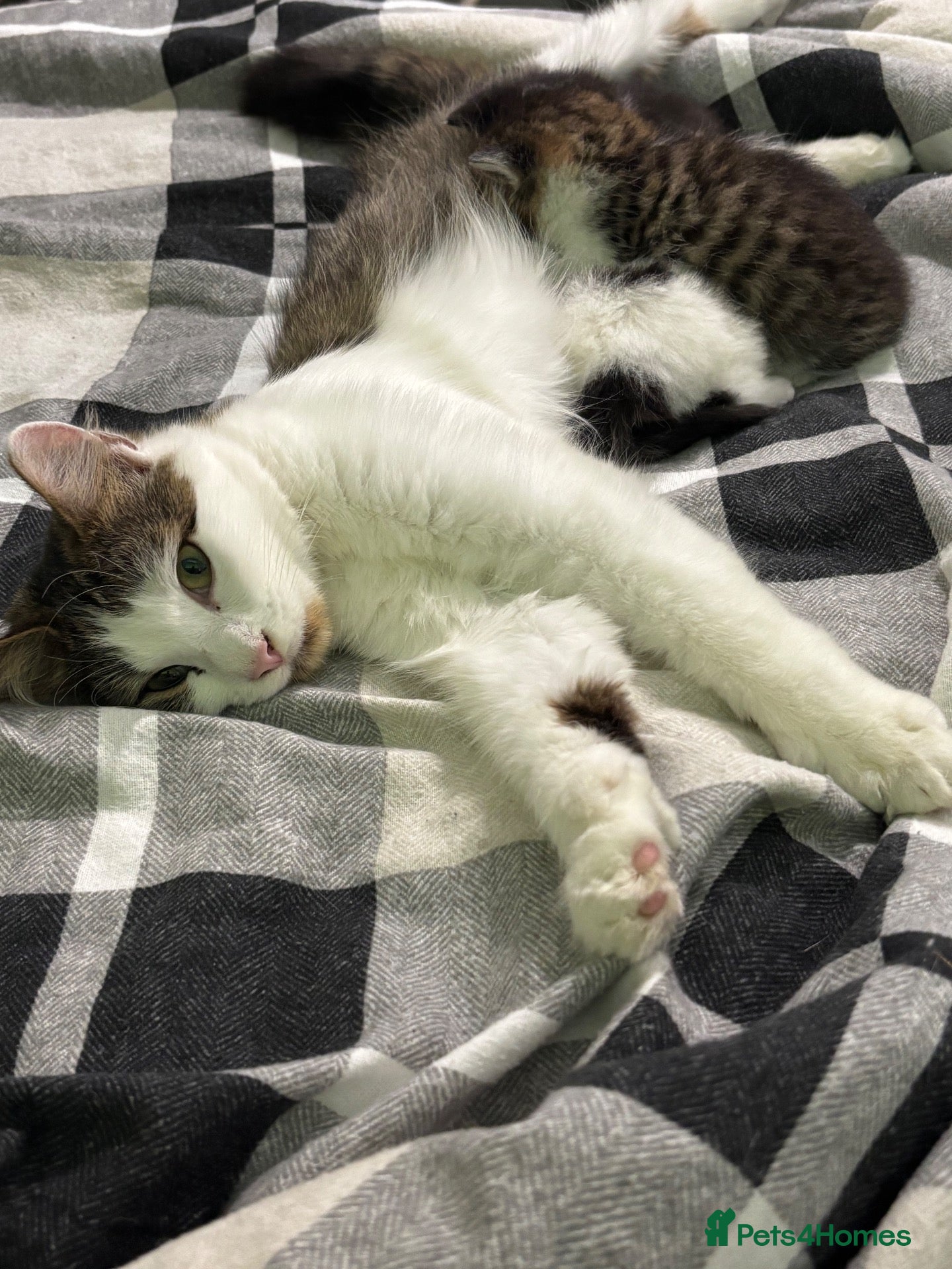 Maine Coon cats 2 x Male Maine coon mixed breed kittens  - Advert 1