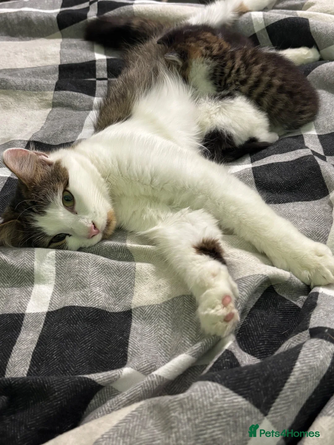 Maine Coon cats for sale: 2 x Male Maine coon mixed breed kittens  in Beverley - Advert 1