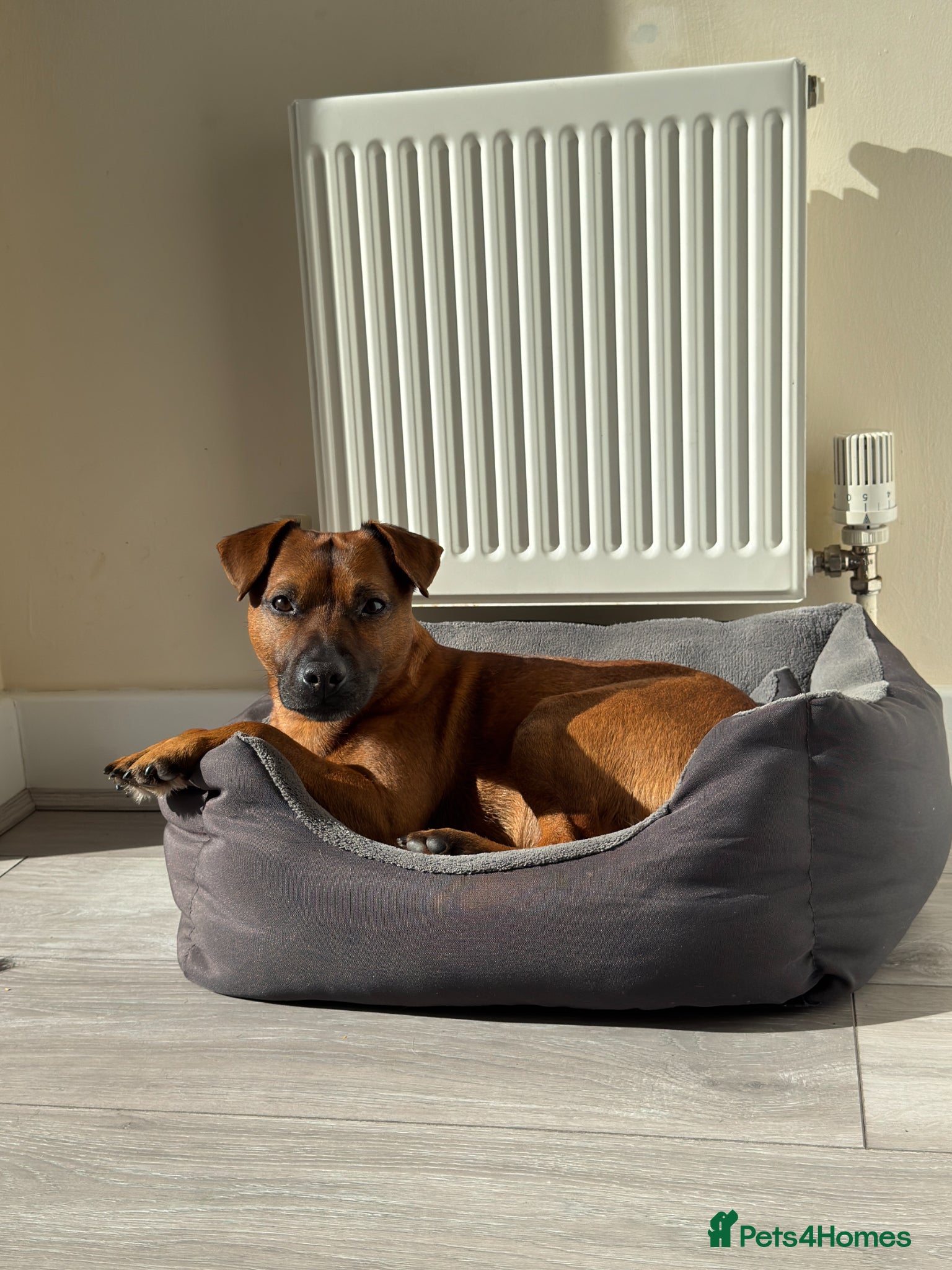 Patterdale Terrier dogs Ralph the Red Patterdale Terrier - Advert 1