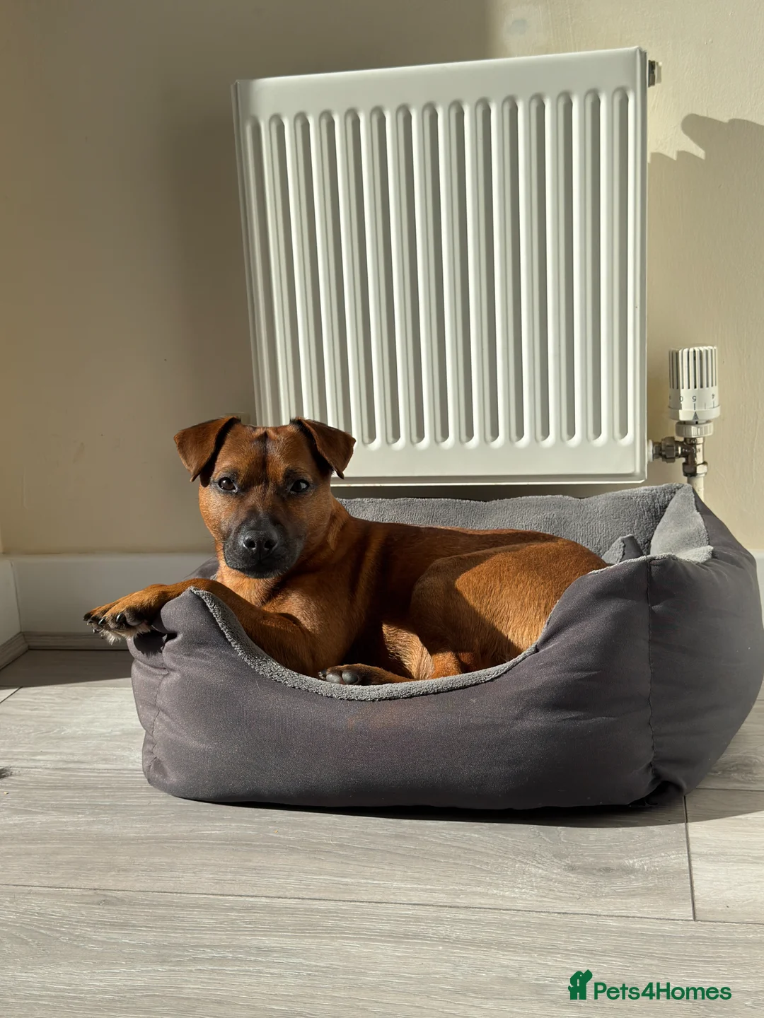 Patterdale Terrier dogs for stud: Ralph the Red Patterdale Terrier in Winchester - Advert 1