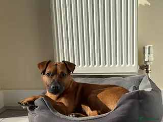 Patterdale Terrier dogs Ralph the Red Patterdale Terrier - Advert 1